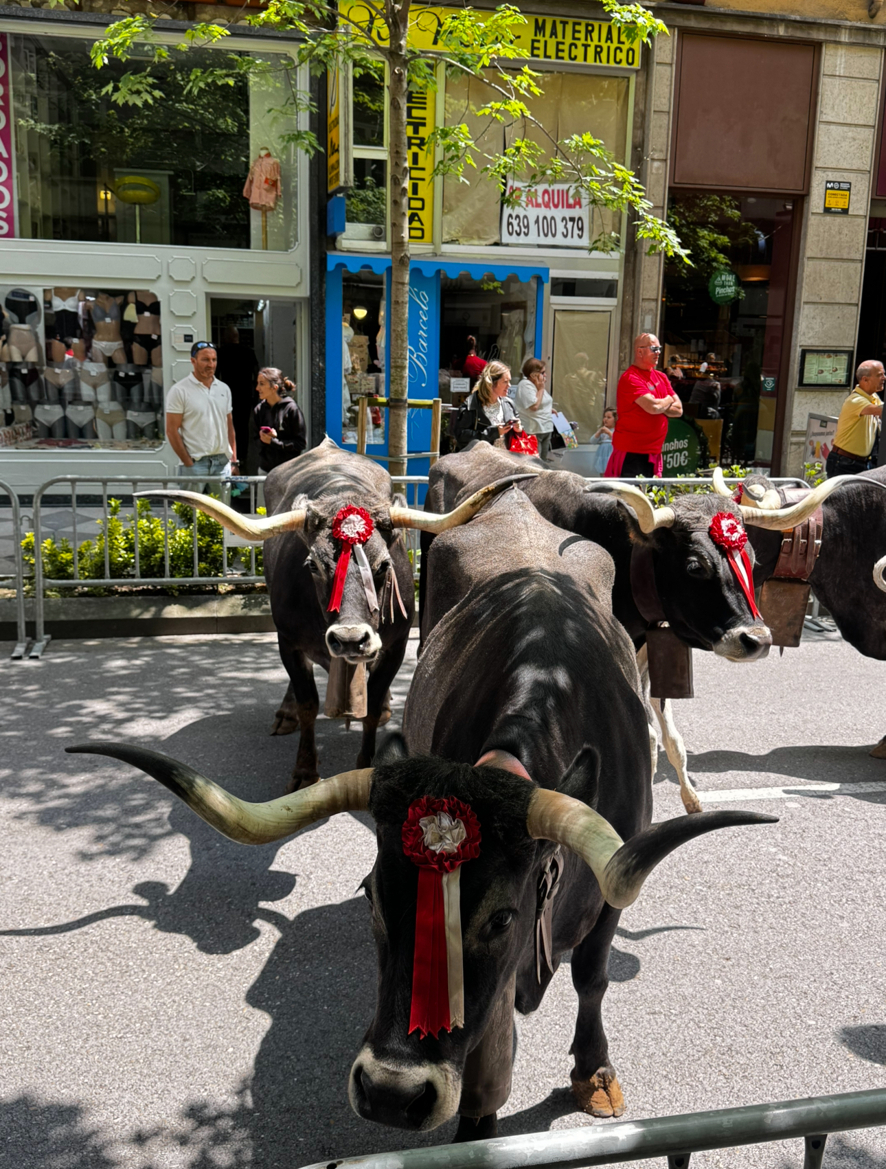 Parade with decorated oxen in Spain
